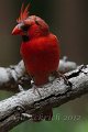Banded Northern Cardinal 2012-05-05